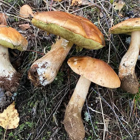 Oaza W Puszczy Z Sauna, Bania I Jacuzzi 別荘